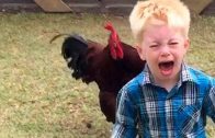 Roosters chasing kids 2019