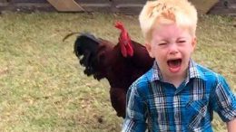 Roosters chasing kids 2019