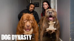 The 150lb Pitbull Puppy