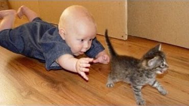 Cats Annoying Babies Compilation