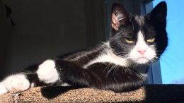 Funny pets from around the world