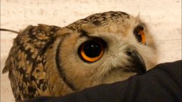 Pet Owl Loves Her Owner