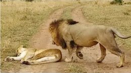 The Angry Lioness