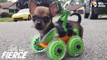 Tiny Puppy on Wheels
