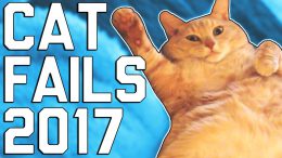 Ultimate Cat Fails